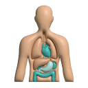 Tıbbi birimler - İç Hastalıkları (Dahiliye)